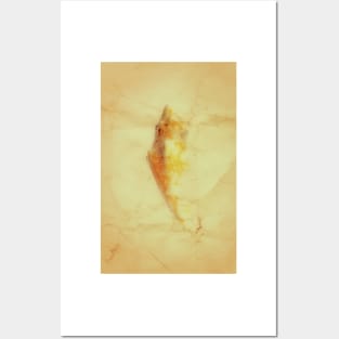 Conch Shell Posters and Art